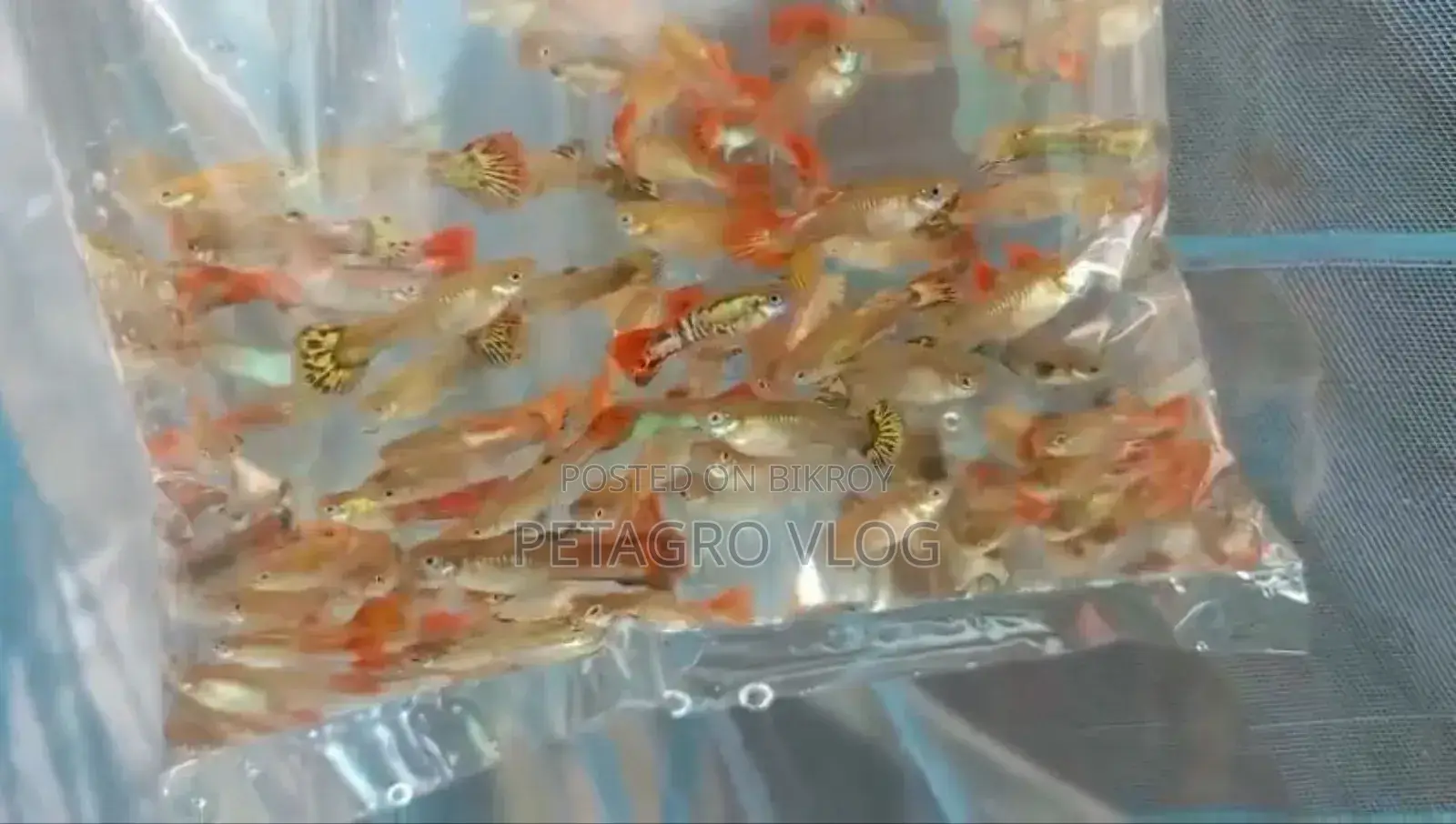 Fansy Mix Guppy
