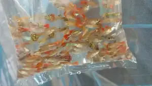 Fansy Mix Guppy