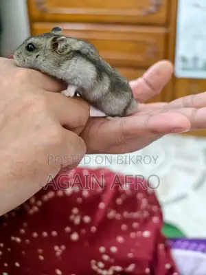 Winter Tiger Hamster for Sale!