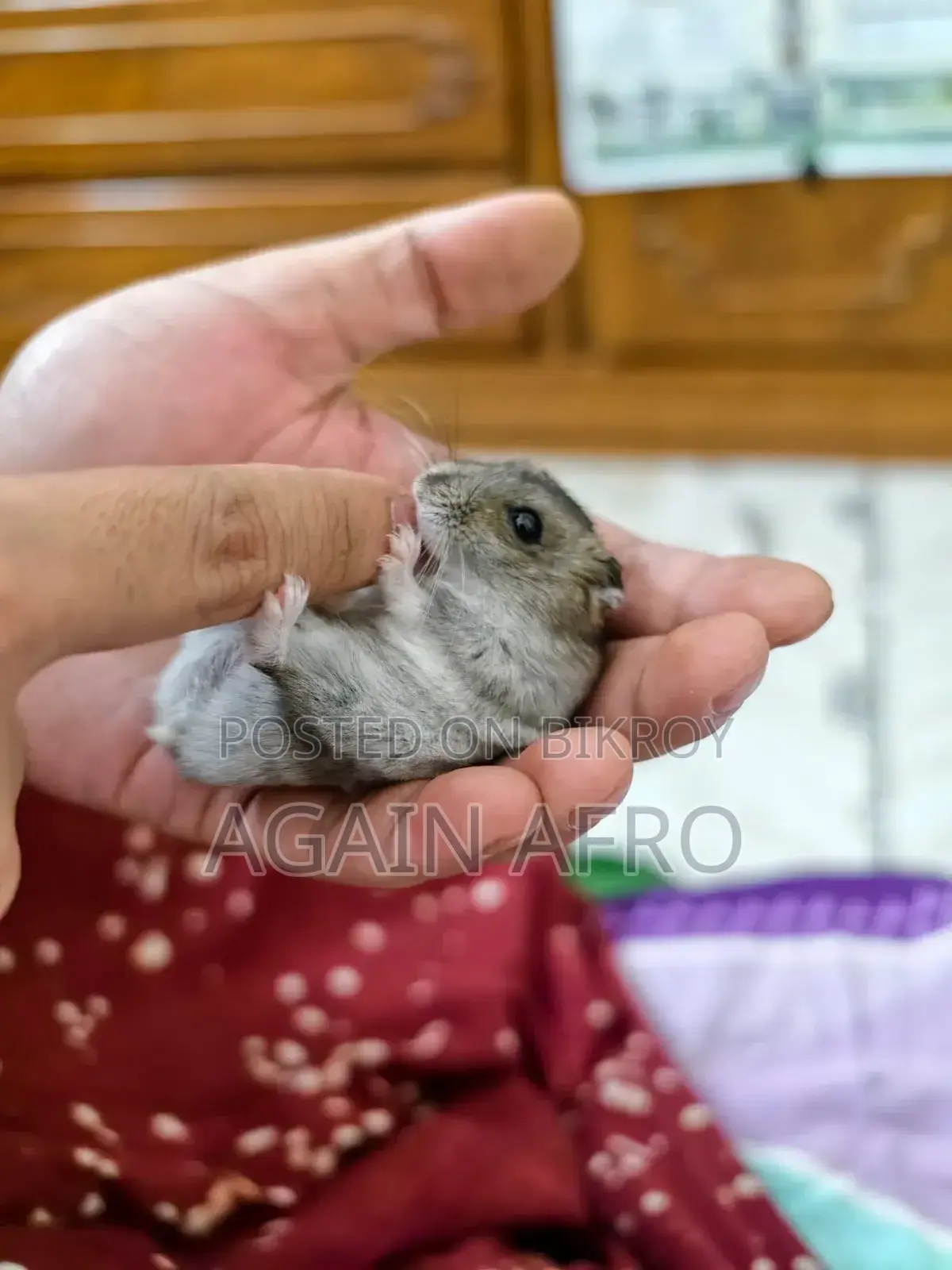 Winter Tiger Hamster for Sale!