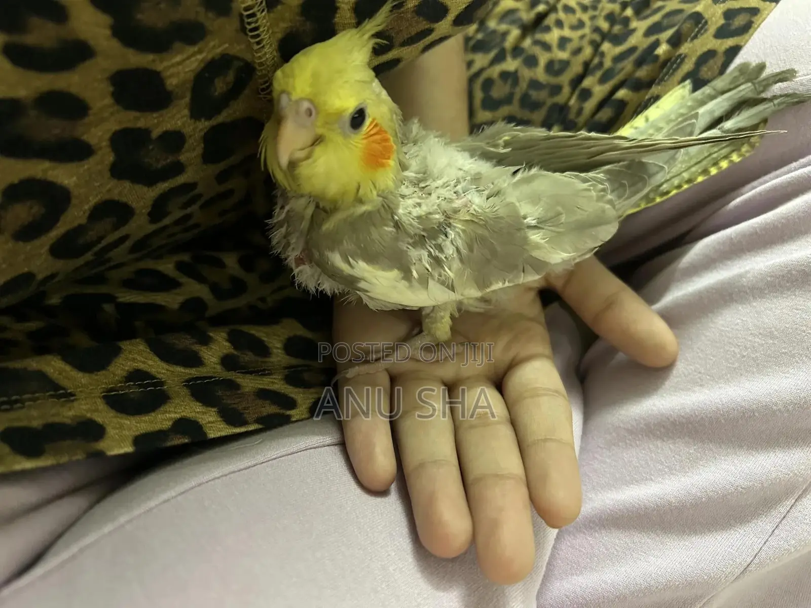 Cockatiel Baby