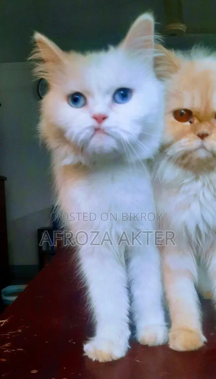 3-6 Months Male Purebred Persian