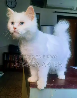 3-6 Months Male Purebred Persian