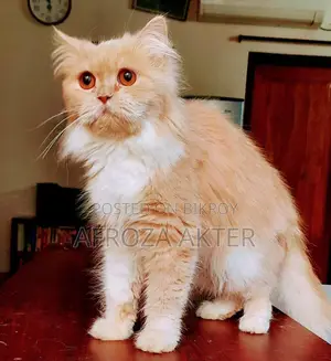 3-6 Months Male Purebred Persian