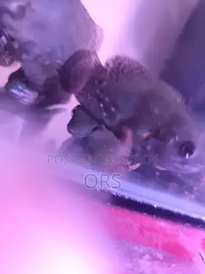 Tiger Oscar Fish