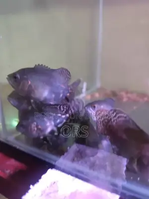 Tiger Oscar Fish
