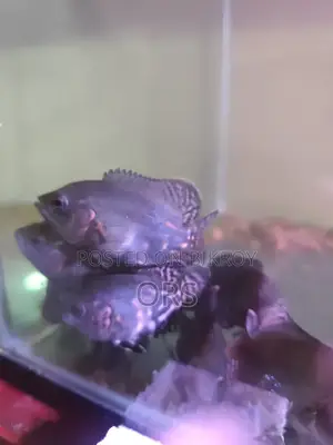 Tiger Oscar Fish