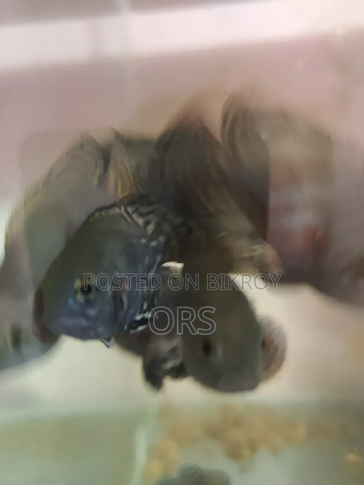 Tiger Oscar Fish