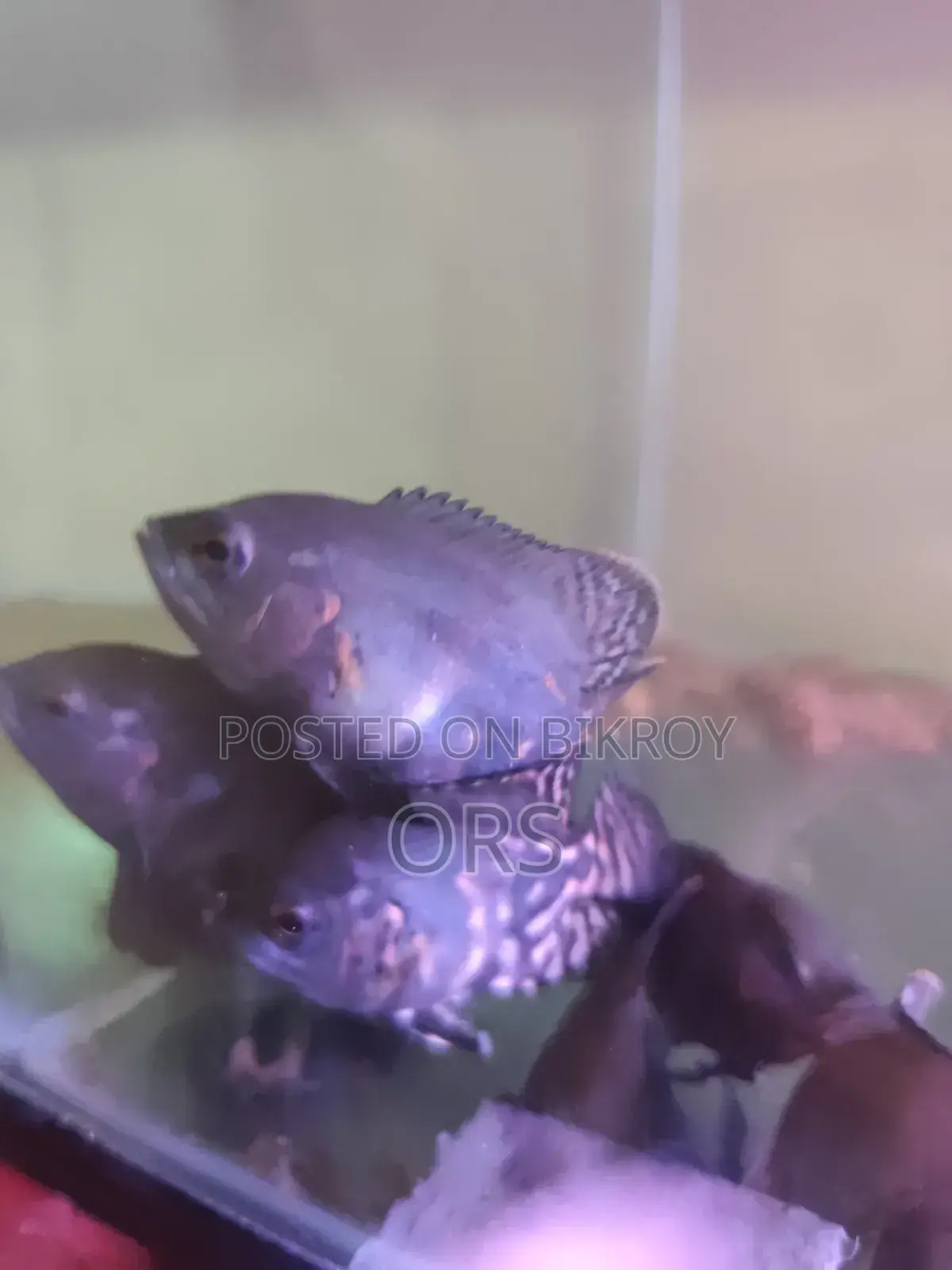 Tiger Oscar Fish