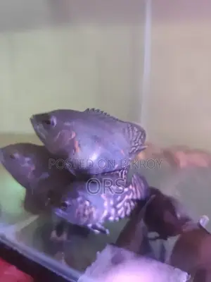 Tiger Oscar Fish