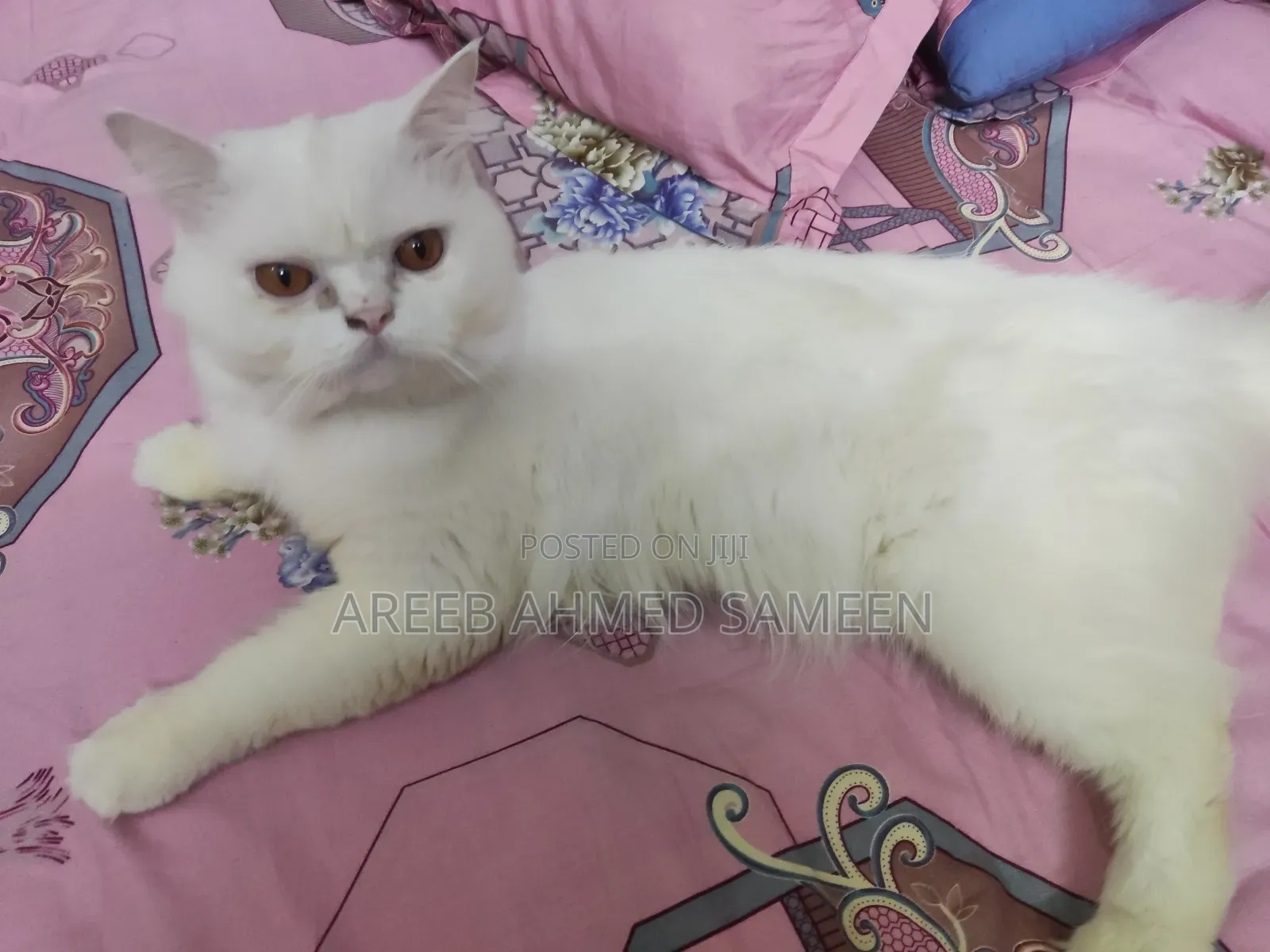 1+ Year Male Purebred Persian