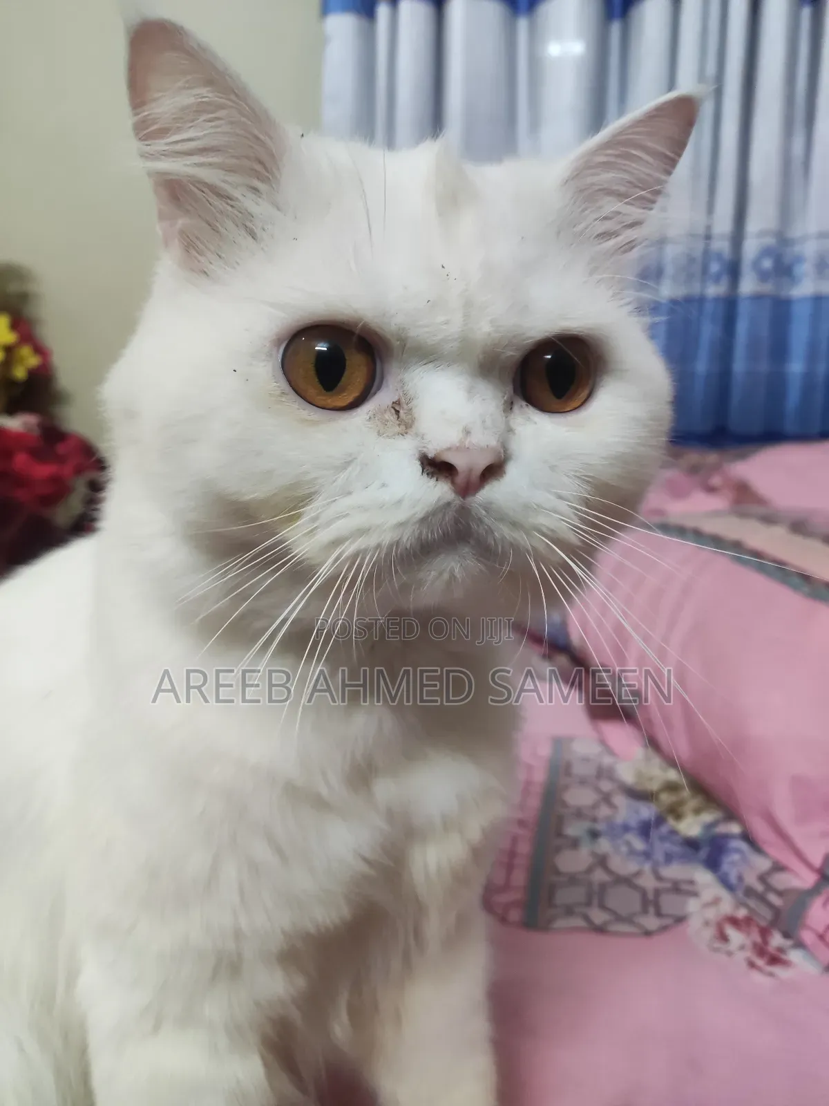 1+ Year Male Purebred Persian