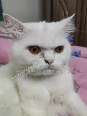 1+ Year Male Purebred Persian