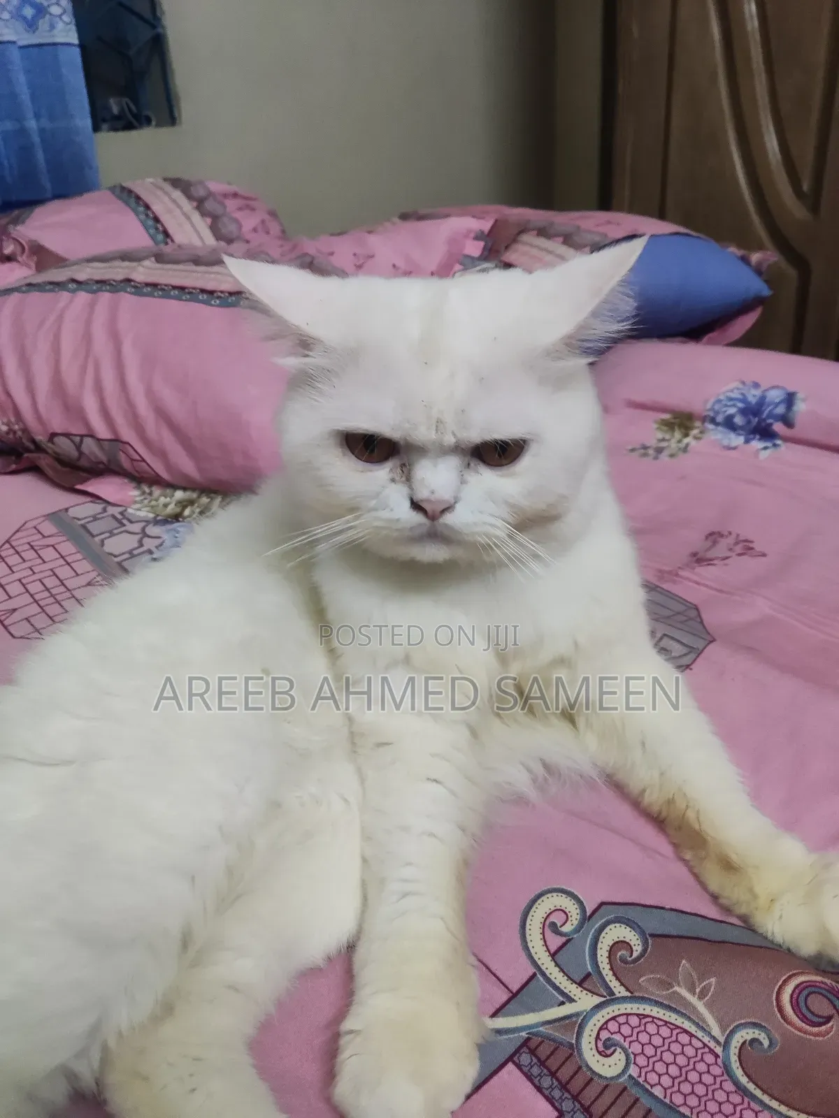 1+ Year Male Purebred Persian