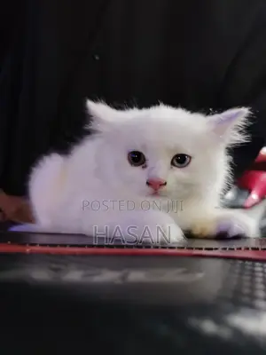 1-3 Months Male Purebred Persian