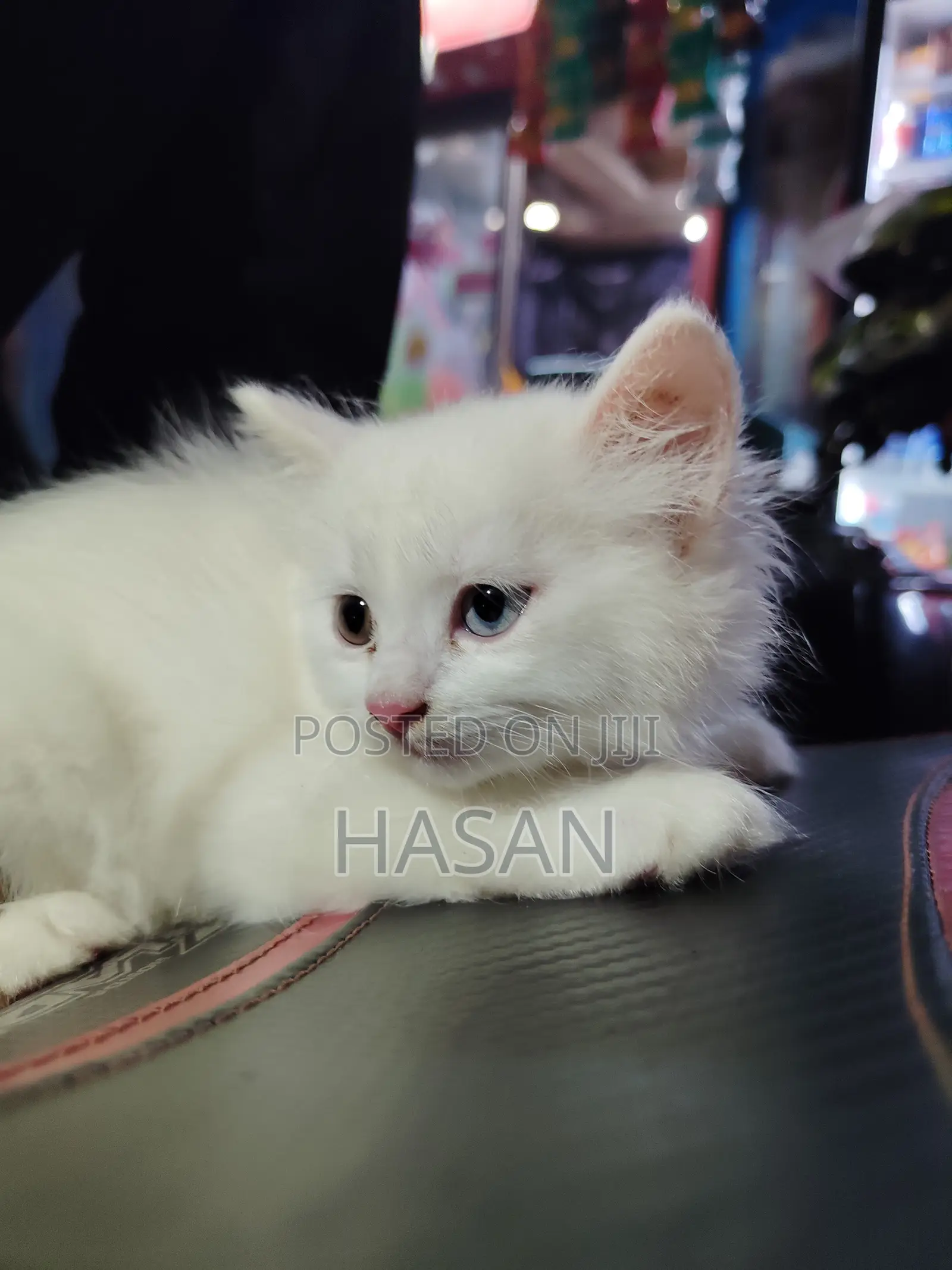 1-3 Months Male Purebred Persian