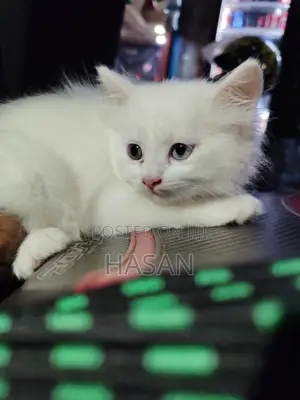 1-3 Months Male Purebred Persian