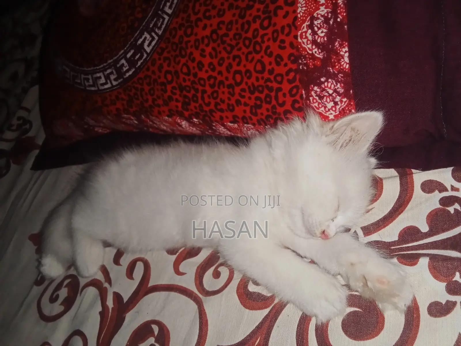 1-3 Months Male Purebred Persian
