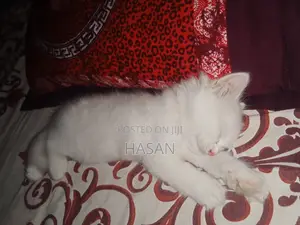 1-3 Months Male Purebred Persian