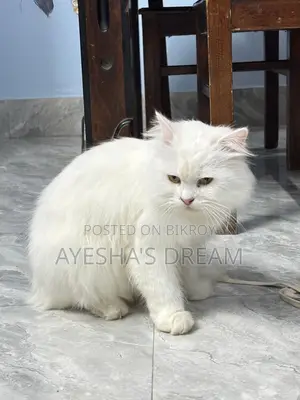 1+ Year Old Purebred Female Persian Cat