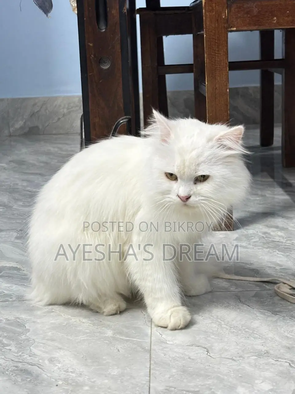 1+ Year Old Purebred Female Persian Cat