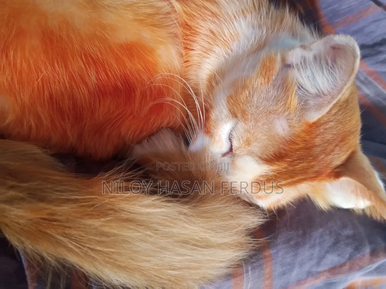 6-12 Months Male Mixed Breed Persian
