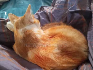 6-12 Months Male Mixed Breed Persian