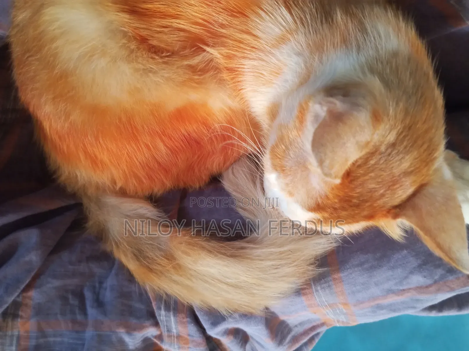6-12 Months Male Mixed Breed Persian