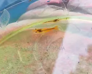 Orange Shrimp