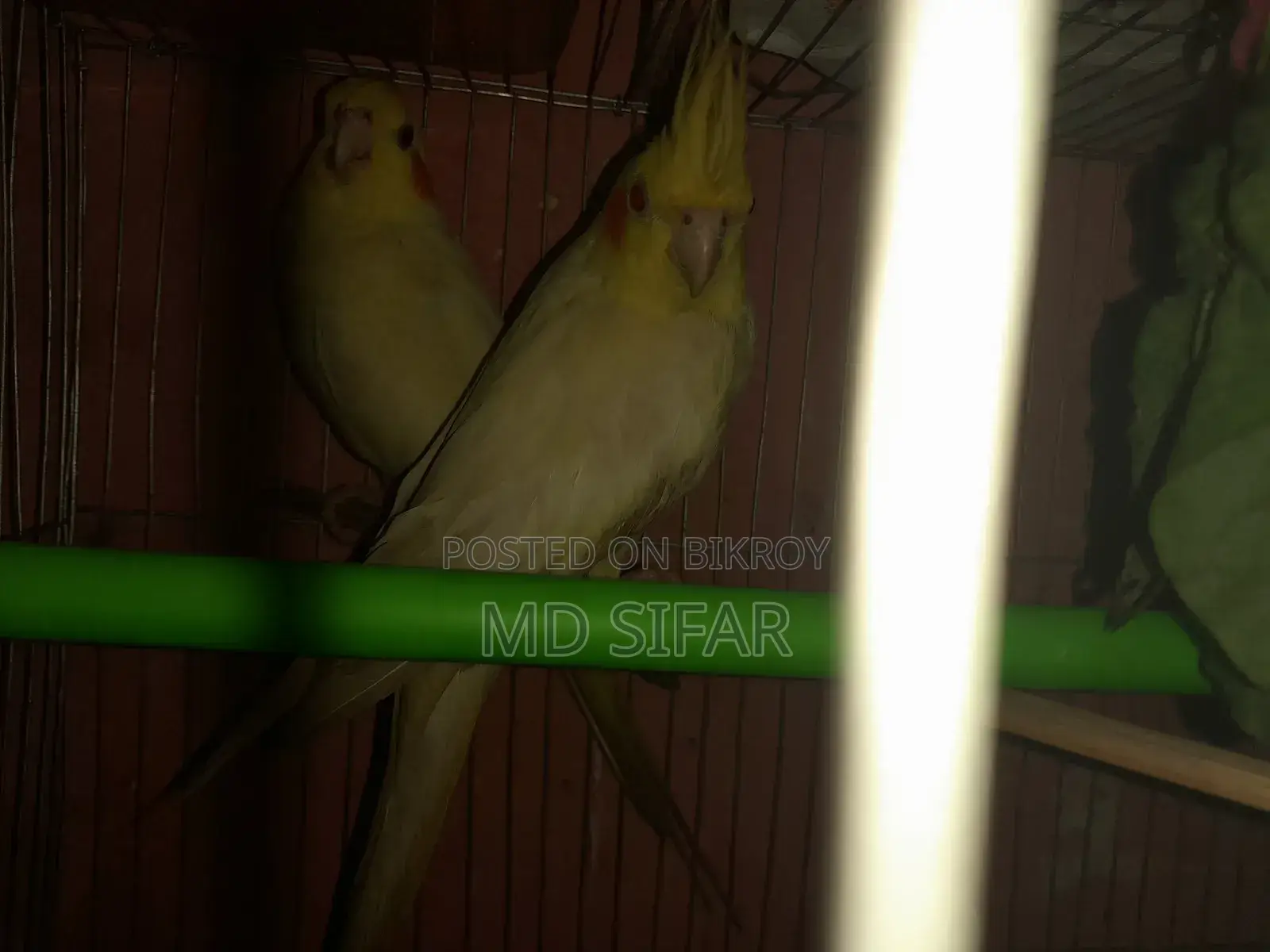 Cockatiel Bird