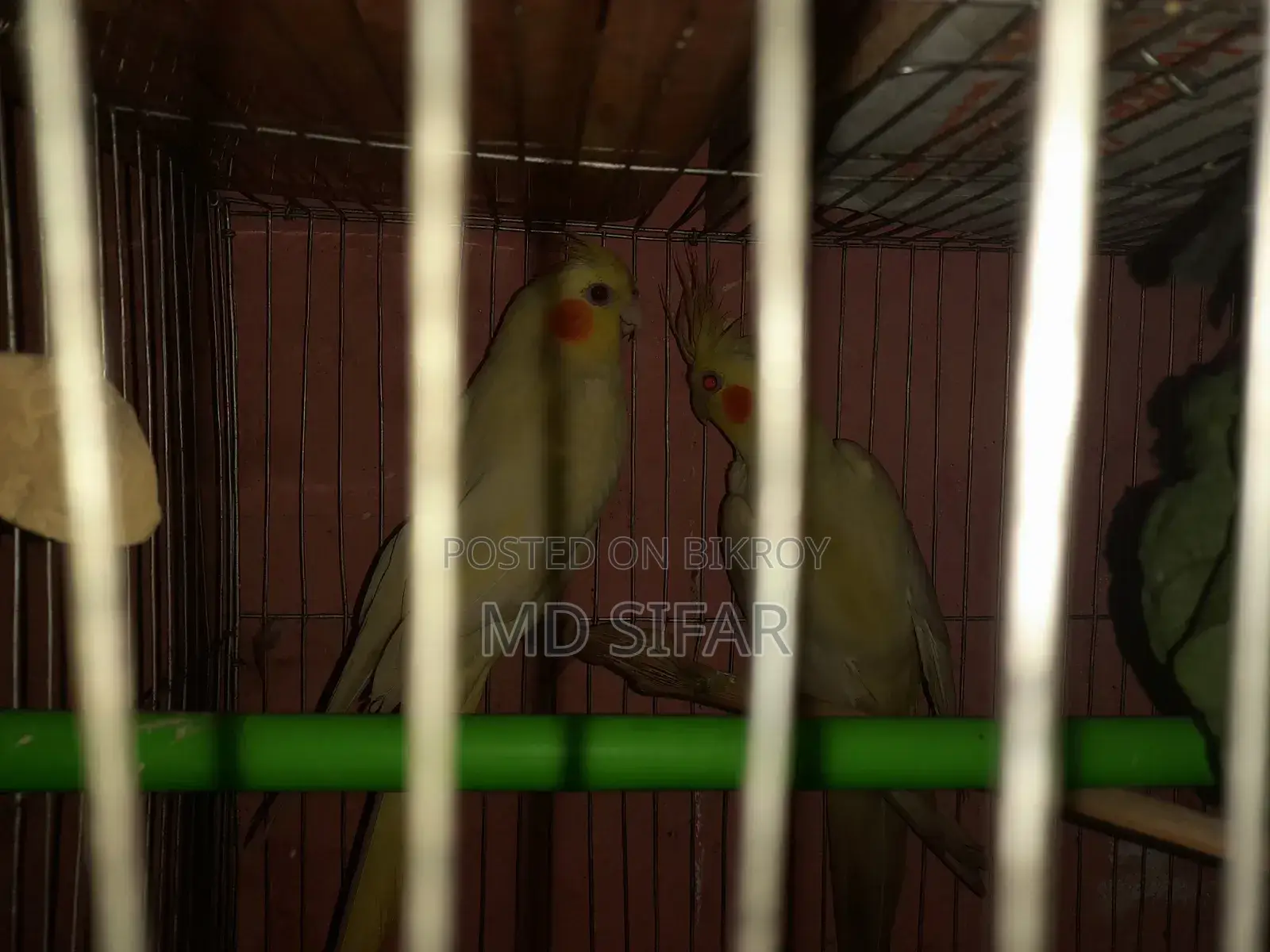 Cockatiel Bird