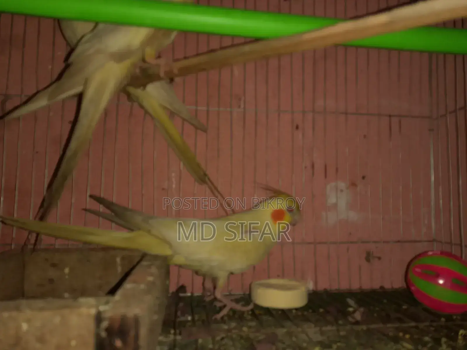 Cockatiel Bird