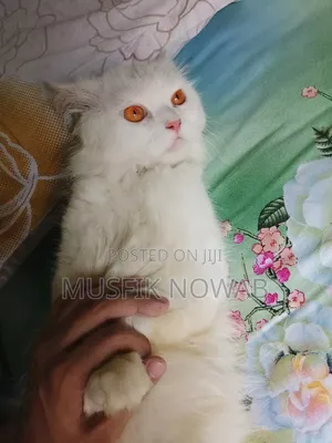 1-3 Months Male Purebred Persian