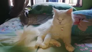1-3 Months Male Purebred Persian