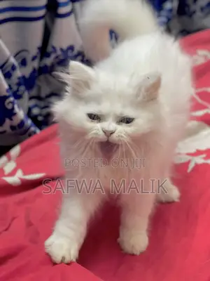 1-3 Months Male Purebred Persian
