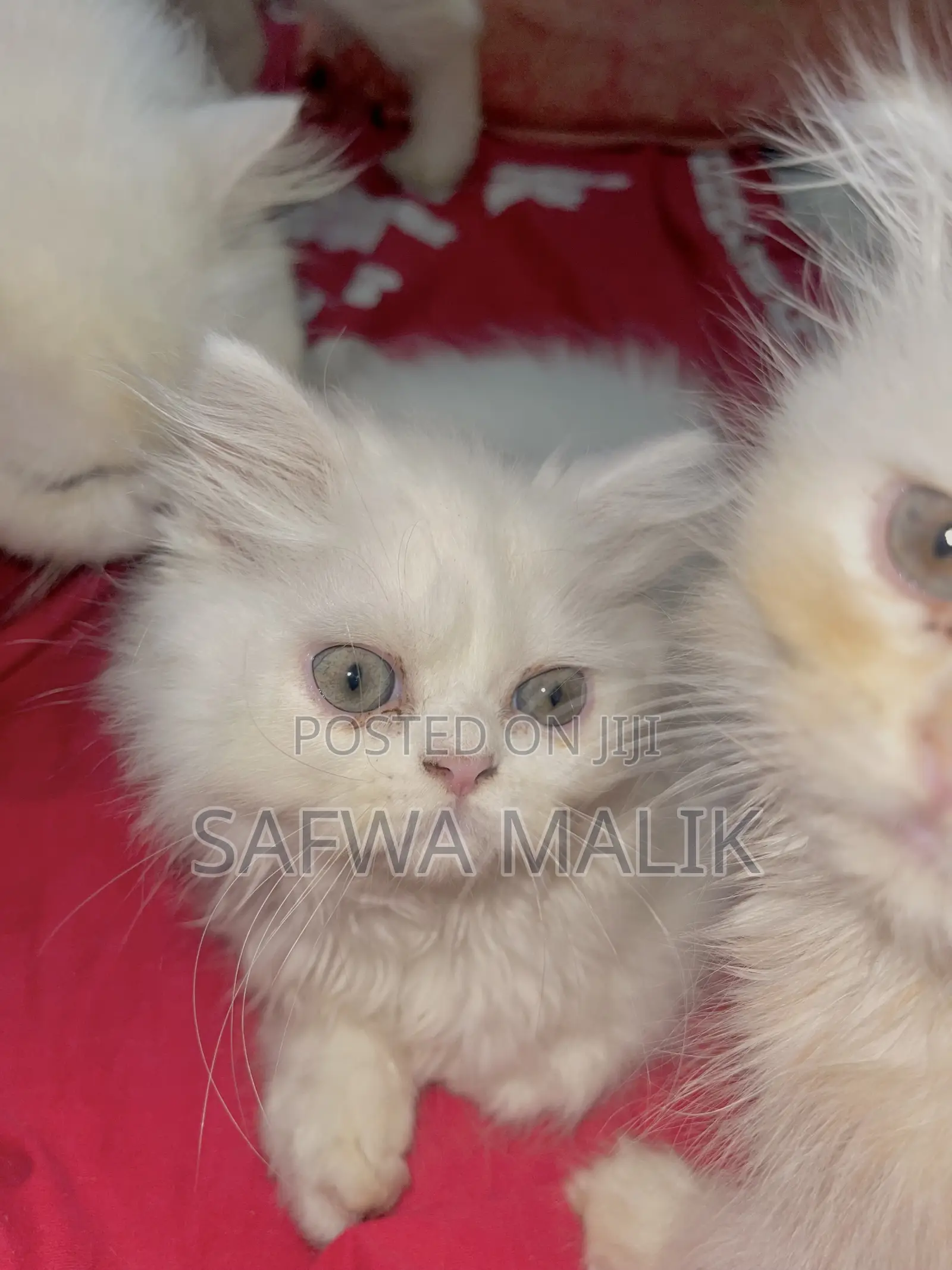 1-3 Months Male Purebred Persian