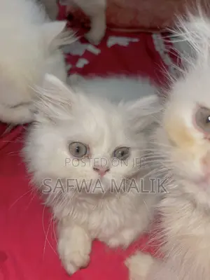1-3 Months Male Purebred Persian