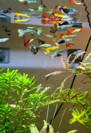 Very good Guppy full adult
