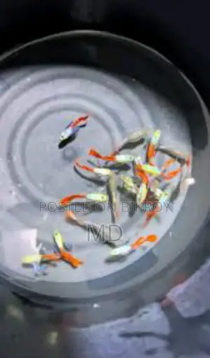 Very good Guppy full adult