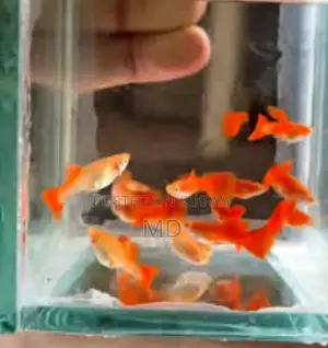 Very good Guppy full adult