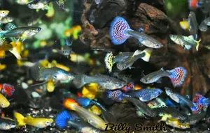Very good Guppy full adult