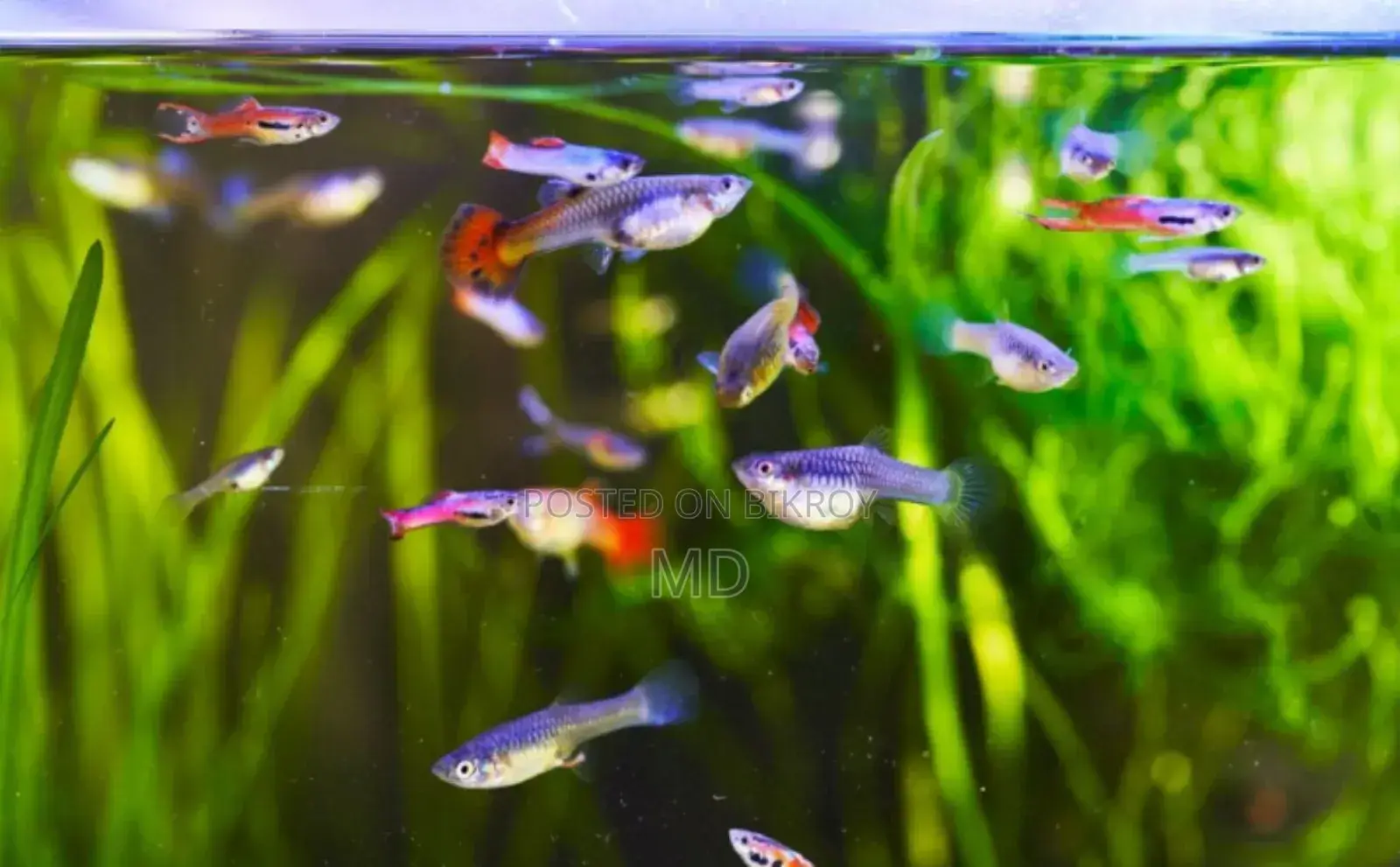 Very good Guppy full adult