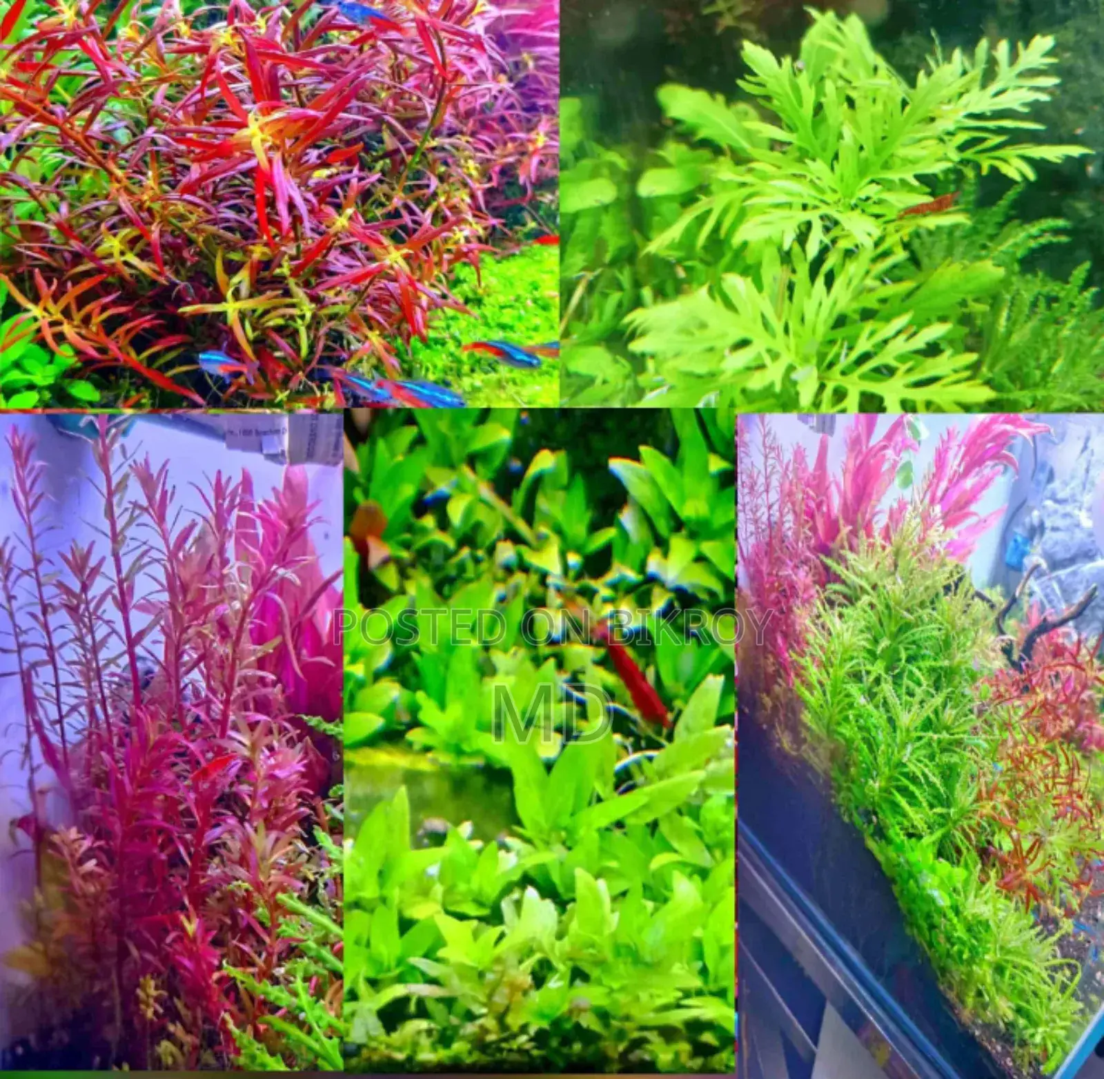 Live aquarium plants