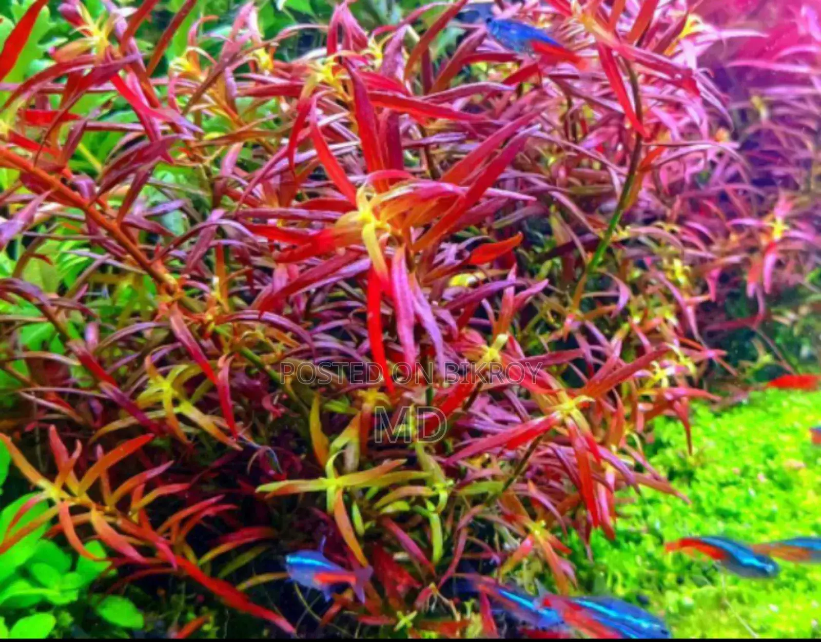Live aquarium plants