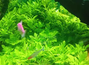Live aquarium plants