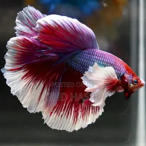 Everything for your Aquarium