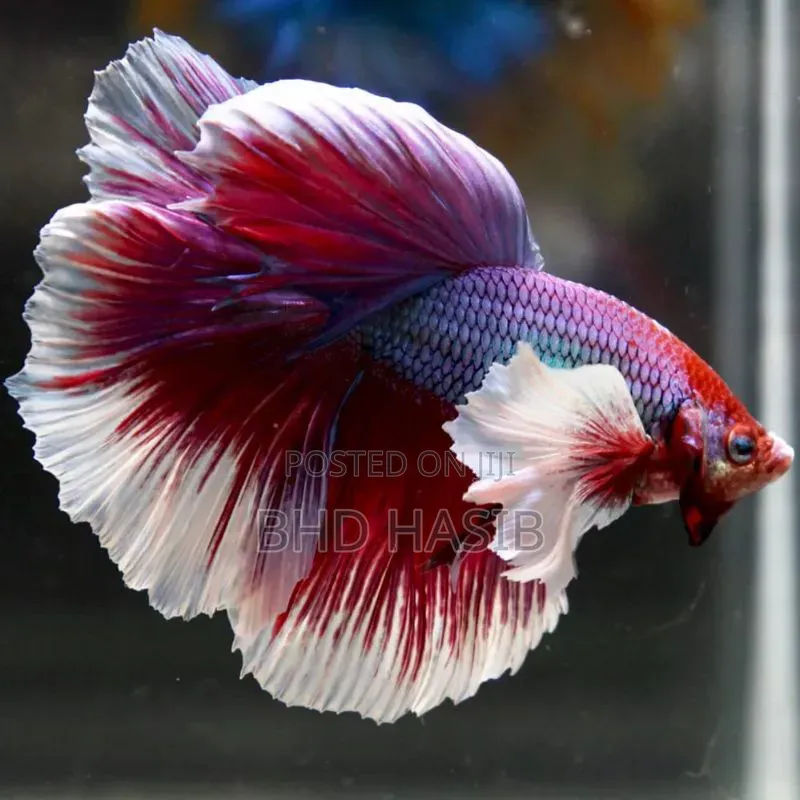 Everything for your Aquarium