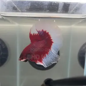 Everything for your Aquarium