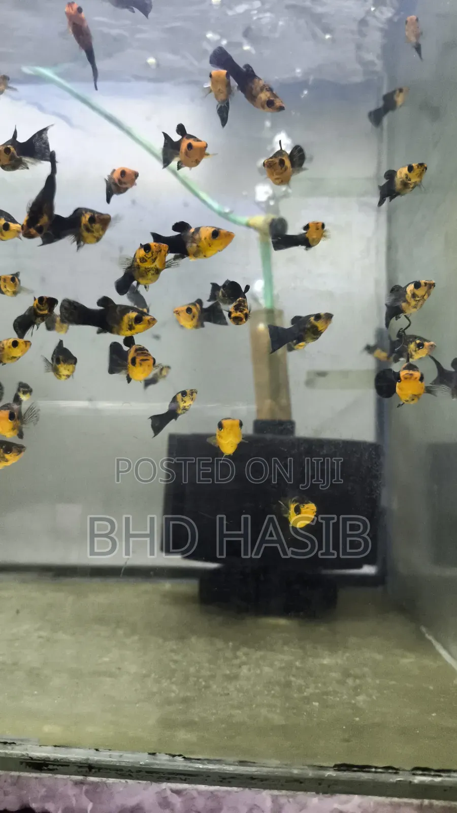 Everything for your Aquarium