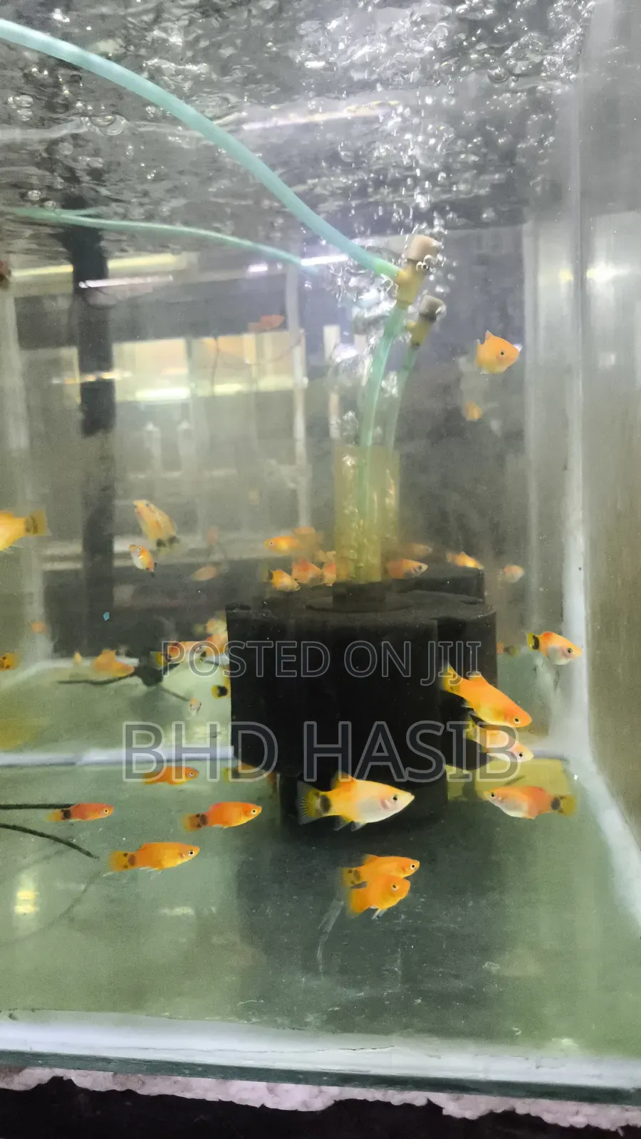 Everything for your Aquarium